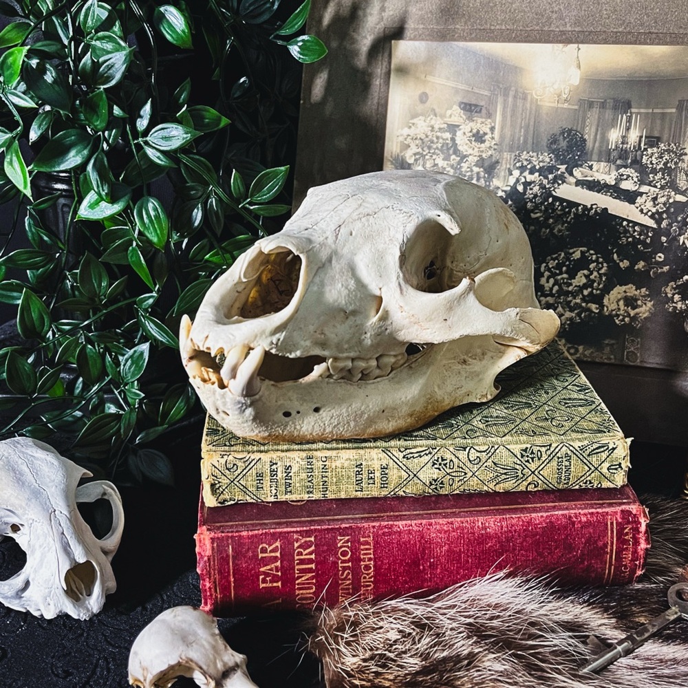 Oddities- Collectable 🧸Skull